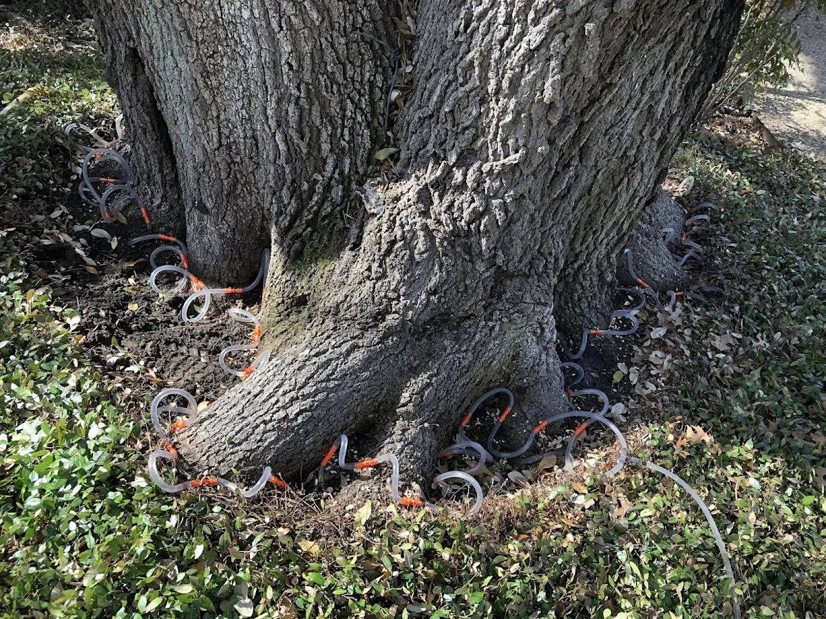 Detailed Tree Cabling and Bracing job site in Highland City